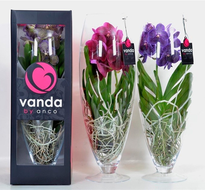 Vanda Orchid on Glass - Send Flower